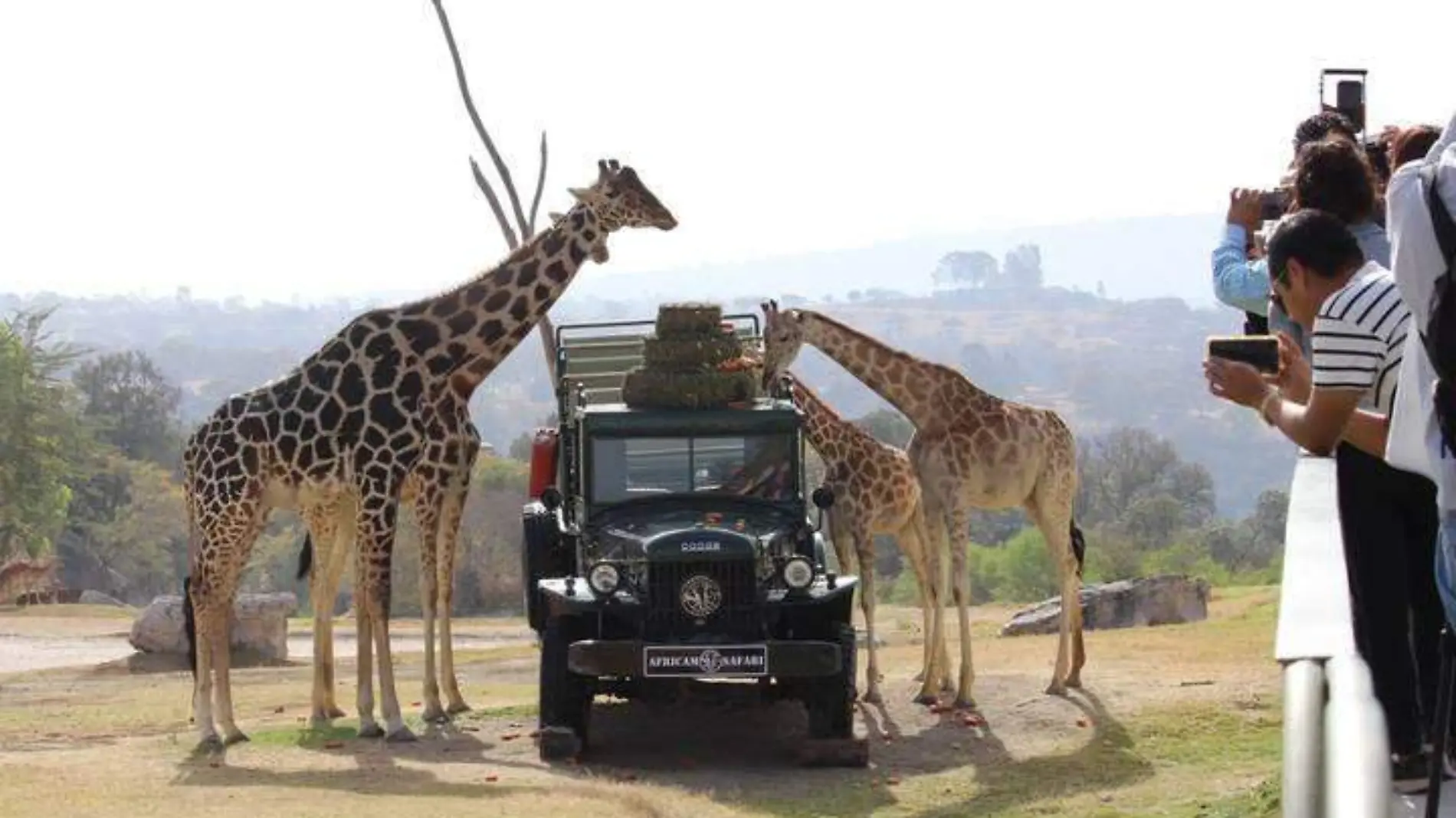 Benito se integra a la manada de jirafas en Africam Safari